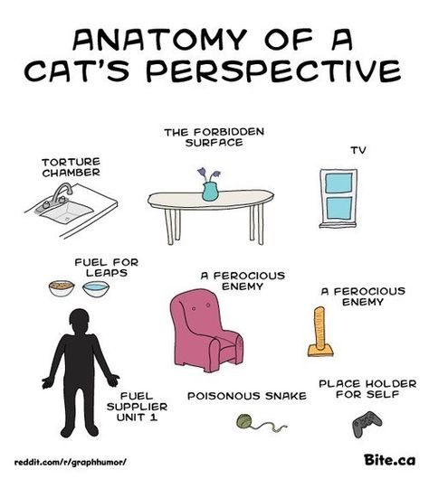 Anatomy of a Cat's Perspective. Very true. Except my cats don't know that the dining room table is a forbidden surface. Gr. Cats Anatomy, Poisonous Snakes, Cat Anatomy, Cat Ideas, Funny Pets, Super Cat, Salou, Funny Cat Memes, Cat Care