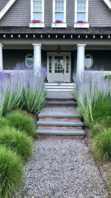 Russian sage, seagrass, gravel walkway Low Maintenance Landscaping Front Yard, Gravel Walkway, Flowering Perennials, Russian Sage, Full Sun Perennials, Sun Perennials, Perennial Shrubs, Front Entrance, Perennial Garden