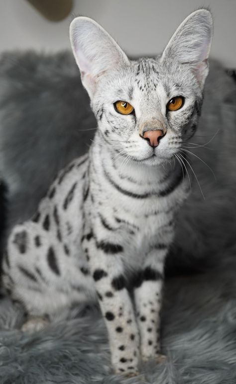 Silver F1 Savannah Cat "Muse" from Luxury Savannahs Silver Bengal Cat, F1 Savannah Cat, Silver Bengal, Savannah Kitten, Savannah Cat, Gorgeous Cats, Cute Cats Photos, Kawaii Cat, Bengal Cat