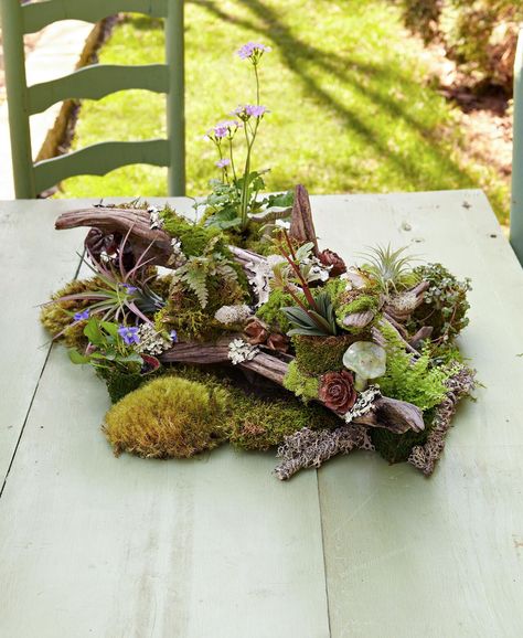 Diy Tabletop, Potted Ferns, Woodland Flowers, Dish Garden, Moss Garden, Garden Terrarium, Garden Containers, Woodland Garden, Mosaic Garden