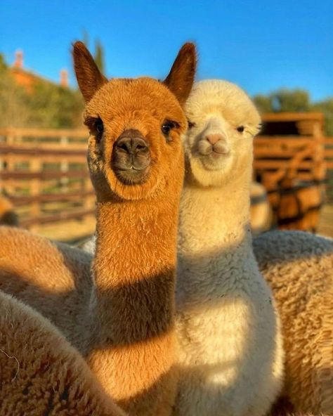 Lama Animal, Alpaca Pictures, Alpaca Toy, Alpaca Farm, Cute Alpaca, Photographie Portrait Inspiration, Cute Llama, Super Cute Animals