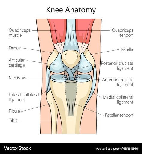 Joints And Ligaments Anatomy, Types Of Joints Anatomy, Knee Joints Drawing, Sports Medicine Notes, Knee Anatomy Drawing, Athletic Training Student, Knee Anatomy, Joints Anatomy, Foot Anatomy