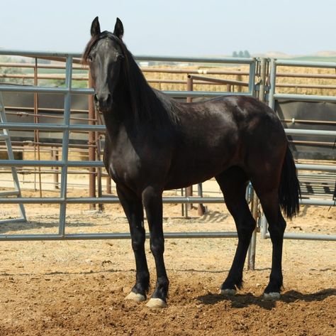 Black Mustang Horse, Dark Horse Mustang, Black Stallion Horse Wild Mustangs, Black Mare Horse, Black Mustang, Black Fresian Horses, Majestic Black Horse, Horse Rescue, Mustang Horse