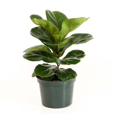 Indoor Plants - The Home Depot Fig Plant, Indoor Tree, Outdoor Trees, Ficus Lyrata, Fiddle Leaf Fig Tree, Indoor Trees, Houseplants Indoor, Fiddle Leaf, Fiddle Leaf Fig