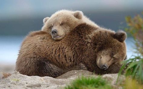 taken from We Love Bears on facebook Bears In Love, Bear Couple, Powerful Spells, Brown Bears, Bear Family, Bear Pictures, Love Bear, Bear Cubs, Grizzly Bear