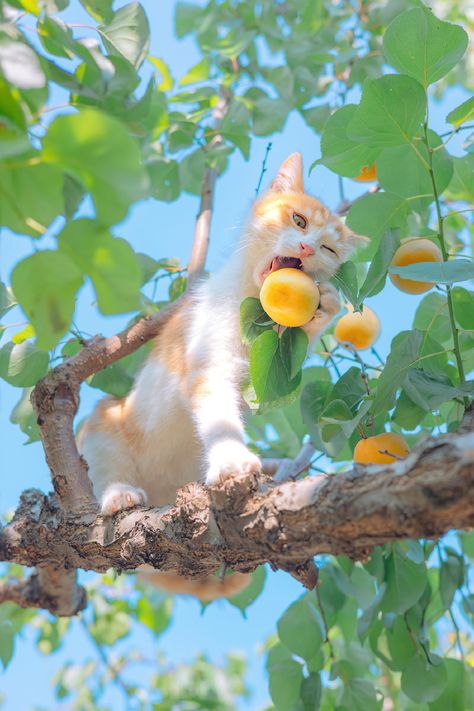 A Cat, Sun, Fruit, Orange, White