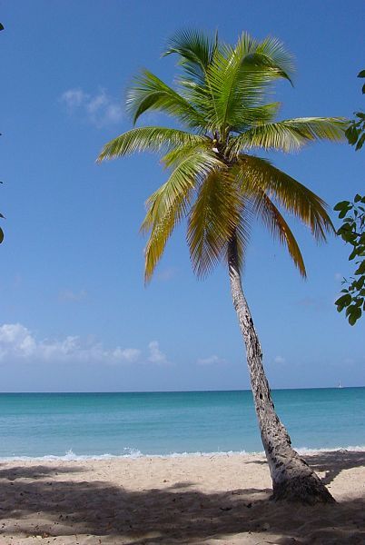 Palm Trees Swaying in the Breeze Florida Palm Trees, Maui Resorts, Dumaguete, Palm Trees Beach, Tropical Beaches, Coconut Palm, Free Plants, Travel Pins, Beach Time