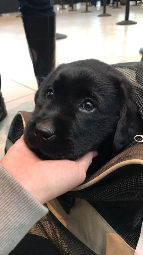 Labrador Nero, Black Puppy, Black Lab Puppies, Lab Puppies, Labrador Puppy, Puppy Care, Cute Dogs And Puppies, Baby Dogs, Beautiful Dogs