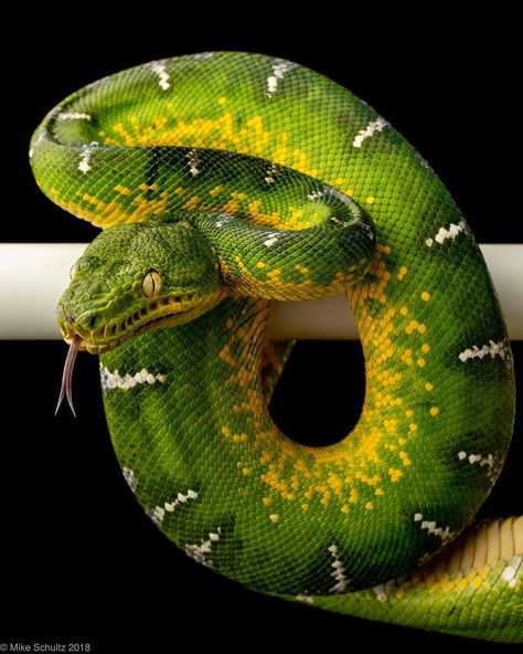 Snake Photography, Emerald Tree Boa, Snake Photos, Colorful Snakes, Pretty Snakes, Wild Animals Photos, Snake Tattoo Design, Cute Snake, Reptile Snakes