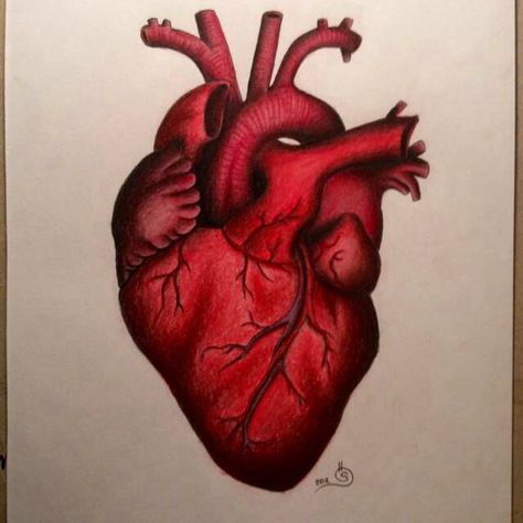 Anatomical Heart Tattoo Anatomical Heart Drawing, Anatomical Tattoos, Human Heart Drawing, Quotes Outdoors, Carpet Ideas 2023, Anatomical Heart Art, Heart Drawings, Anatomical Heart Tattoo, Carpet Designs