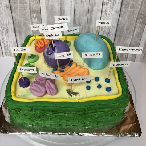 A plant cell cake I made for a biology project! Plant Cell Cake Project, Plant Cell Cake Model, Cell Cake Project, Plant Cells Project Ideas, 3d Cell Project, Plant Cell Cake, Animal Cell Model Project, 3d Plant Cell, Cell Cake