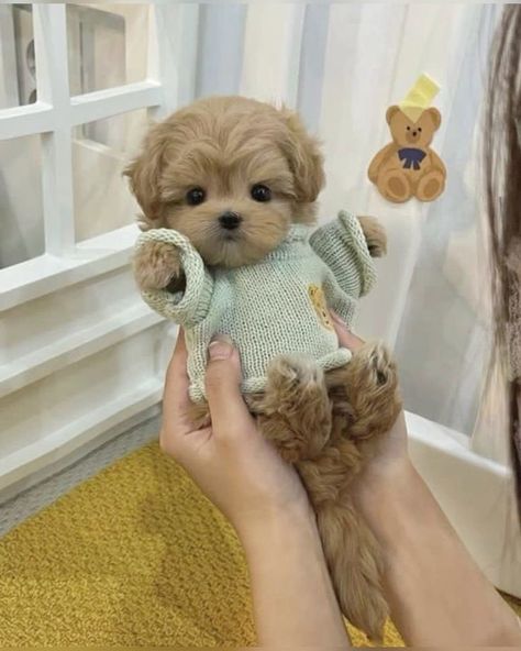 Cute Fluffy Puppies, Cute Fluffy Dogs, Cute Puppies And Kittens, Tattoo Dog, Cute Small Dogs, Cute Dogs Images, Very Cute Puppies, Super Cute Puppies, Cute Small Animals