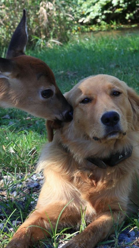 Unusual Animal Friends, Animals Friendship, Unusual Animals, A Deer, Cute Friends, Sweet Animals, Animals Friends, I Love Dogs, Beautiful Creatures