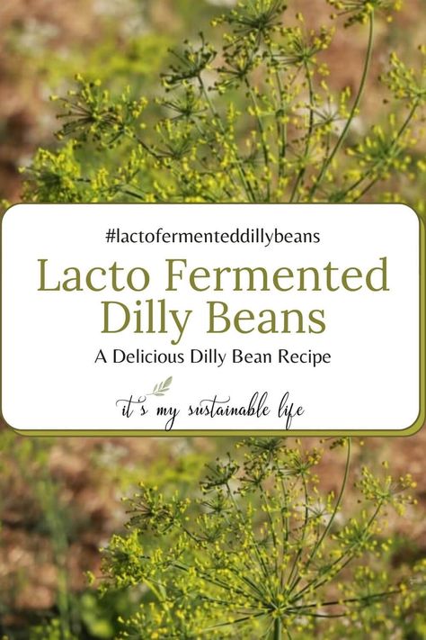 There may be no better quick, easy and healthy way to preserve fresh green beans than by lacto fermenting them! These dilly beans are crunchy, spicy, and scrumptious straight from the jar! | It's My Sustainable Life @itsmysustainablelife #lactofermenteddillybeans #fermenteddillybeans #fermenteddillybeanrecipe #itsmysustainablelife Fermenting Green Beans, Fermented Dilly Beans, Fermented Green Beans Recipe, Fermented Green Beans, Fermentation Station, Summer Canning, Homesteading Inspiration, Lacto Fermented, Dilly Beans