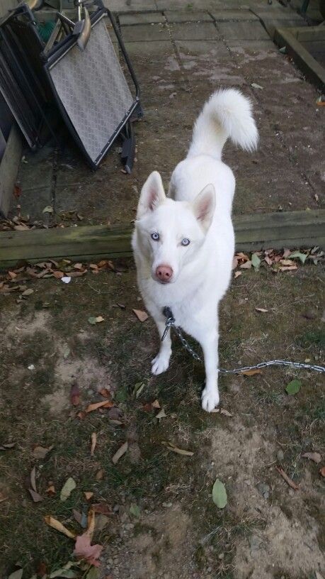 I love my dog... Albino Husky Albino Dogs, Albino Dog, Albino Husky, Reference Animals, East Siberian Laika Dog, Siberian Husky Agouti, Elizabeth Afton, Husky With Two Different Eyes, Pointed Ears