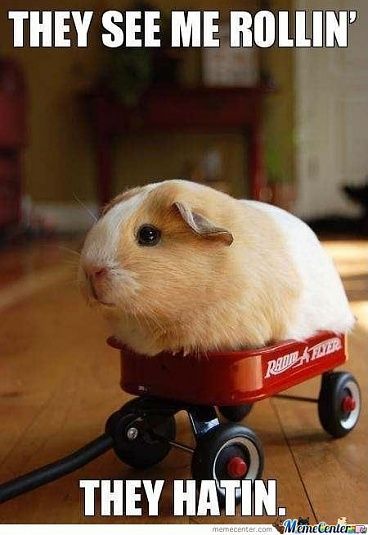 Happy Meme, They See Me Rollin, Red Wagon, Funny Animal Memes, Lizards, E Card, Hamsters, Funny Animal Pictures, See Me