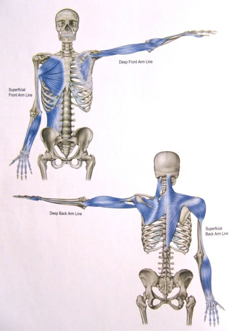 poster Anatomy Trains, Thoracic Outlet, Yoga Anatomy, Skeletal System, Muscle Anatomy, Human Skeleton, Myofascial Release, Ties That Bind, Body Anatomy