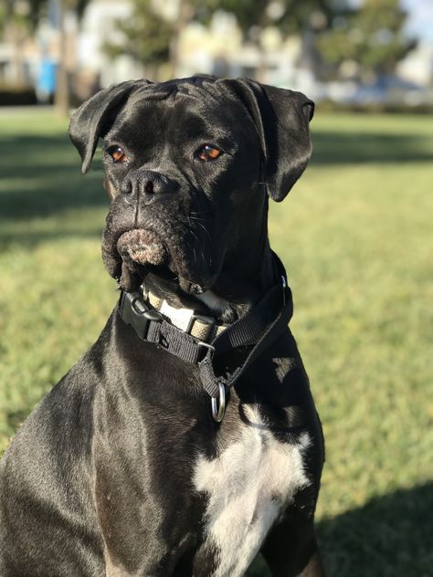 American Boxer Dog, Black Boxer Puppies, Female Boxer Dog, Black Boxer Dog, Boxer Dogs Facts, White Boxer Dogs, Boxer Dog Breed, Boxer Dog Puppy, Black Dogs