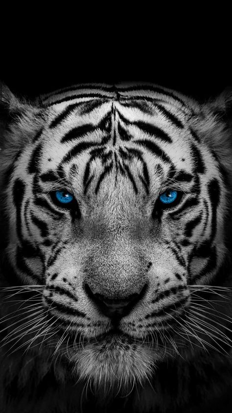 Tiger Iphone Wallpaper, White Tiger Wallpaper, Tiger Wallpaper Iphone, Tiger Wallpaper, White Tiger, Iphone Wallpapers, Wallpaper Iphone, Iphone Wallpaper, Wallpapers