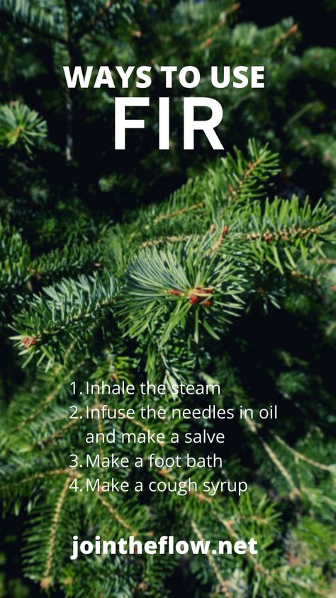 Medicinal Tinctures, Nature Survival, Herb Magick, Herb Medicine, Medicinal Herbs Remedies, Fir Needles, Wild Foraging, Herbal Education, Homemade Body Care