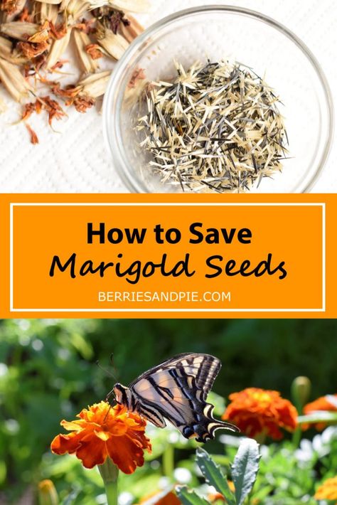 Saving Marigold Seeds, Harvesting Seeds, Marigolds In Garden, Marigold Seeds, Saving Seeds, Seed Storage, Sprouting Seeds, Starting Seeds Indoors, Growing Greens