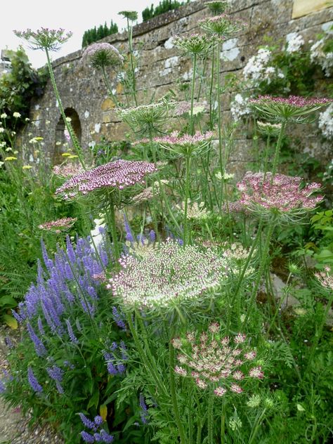 Daucus carota ‘Dara’ – jardinecofriendly Daucus Carota, Meadow Garden, Garden Drawing, Garden Borders, Garden Care, Garden Inspired, Garden Cottage, Country Gardening, Farm Gardens