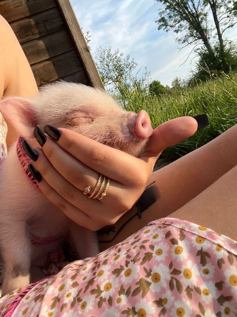 Pig In Mud, Baby Piglets, Micro Pigs, Pet Pig, Baby Pig, Cute Piglets, Mini Pigs, Cute Piggies