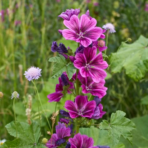 Malva sylvestris - Grande Mauve vivace ornementale et comestible Common Mallow, Mauve Sylvestre, Malva Sylvestris, Easy Perennials, Perennial Plants, Perennials, Pastel, Shades, Plants