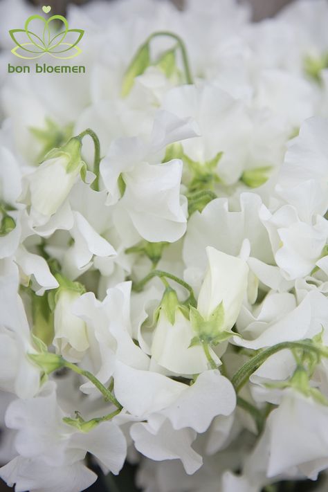 White Sweet Peas Sweat Pea Flower Bouquets, White Sweet Pea Flowers, Sweetpea Flower, Daisy Sweet Pea, White Sweet Pea Bouquet, Grad Flowers, White Summer Flowers, Pennyhill Park, Pink Sweet Pea Flowers