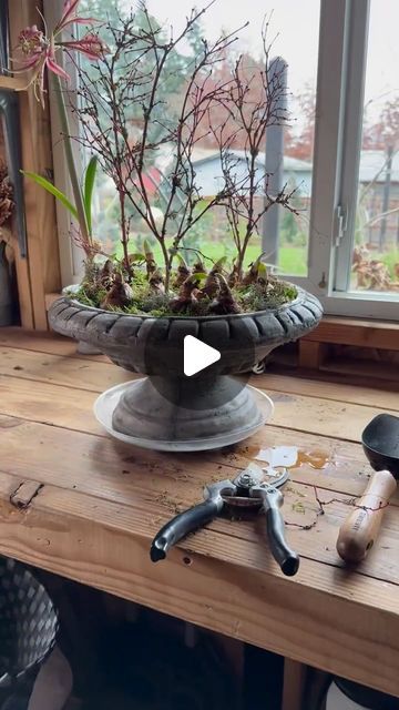 Indoor Bulb Planting, Amaryllis Flower Arrangement, Paperwhites Containers, Paperwhite Flowers, Paperwhite Narcissus, Bulb Forcing, Amaryllis Arrangement, Paper Whites, Pretty Views