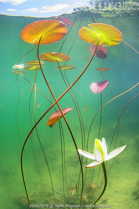 Nymphaea Lotus, Waterlily Flower, Underwater Flowers, Nature Reference, Underwater Plants, Marine Plants, Lotus Plant, Underwater Art, Water Lilly