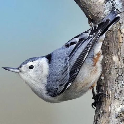 White-breasted Nuthatch: Our most common and widespread nuthatch Oklahoma Birds, White Breasted Nuthatch, Backyard Ecosystem, Screech Owl, Coloured Feathers, Kinds Of Birds, Wildlife Habitat, Wildlife Conservation, All Birds