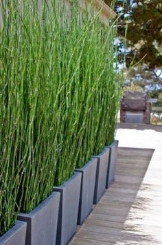 Horsetail Reed, Cane Plant, Patio Privacy Screen, Privacy Ideas, Privacy Plants, Patio Privacy, Privacy Fence Designs, Privacy Landscaping, Garden Screening