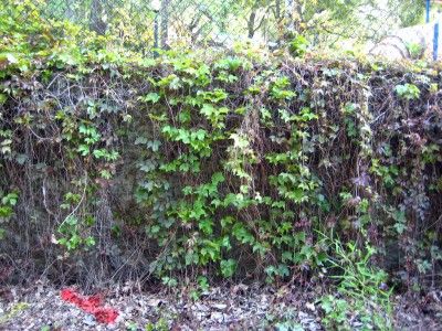 Boston Ivy Winter Care: Information On Boston Ivy Vines In Winter - Boston ivy plants are commonly grown vines in the landscape. But what about keeping Boston ivy over winter? Learn more about that in this article. Click here to get additional information. Winter Boston, Winter Preparedness, Boston Ivy, Winter Care, Ivy Vine, English Ivy, Garden Vines, Ivy Plants, Fast Growing Plants