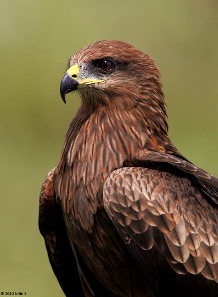 Brown Birds, Raptors Bird, Cairns Australia, Brown Bird, Bird Of Prey, Kinds Of Birds, Nature Birds, Exotic Birds, All Birds