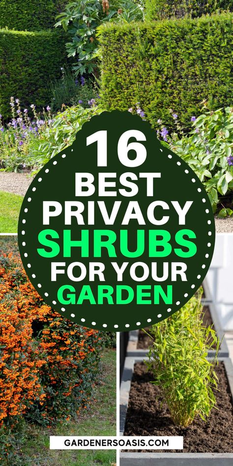 Looking for the best plants for your privacy hedge? These 16 evergreen plants are going to help you create a privacy from your neighbors. Privacy Hedges Fast Growing, Hedge Bushes, Privacy Shrubs, Fast Growing Privacy Shrubs, Plants For Planters, Plants That Love Shade, Fast Growing Shrubs, Shrubs For Privacy, Fast Growing Evergreens