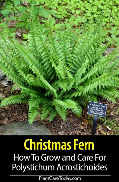 Christmas Fern (Polystichum Acrostichoides) Leaves erect spring and summer, become prostrate in fall and winter, forming dense green mats, excellent fern for slopes for soil erosion, also grown as an indoor plant under low light levels. [DETAILS] Christmas Fern Plants, Christmas Ferns, Polystichum Acrostichoides, Fern Landscaping, Fern Christmas, Big Indoor Plants, Fern Care, Christmas Fern, Hanging Ferns