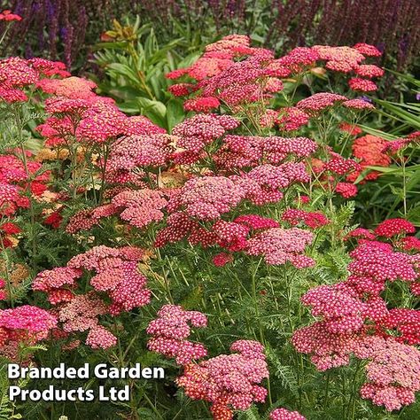 Perennial Border Plants, Impatiens Plant, Primrose Plant, Grape Vine Plant, Biennial Plants, Summer Flowering Bulbs, Achillea Millefolium, Herbaceous Border, Spring Flowering Bulbs