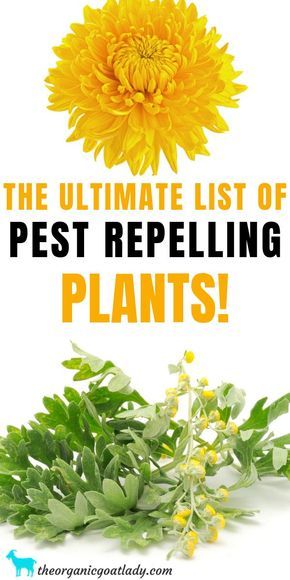 Plants To Repel Flies, Plants That Repel Spiders, Plants That Repel Flies, Insect Repellent Plants, Repel Flies, Citronella Plant, Plants That Repel Bugs, Mosquito Plants, Mosquito Repelling