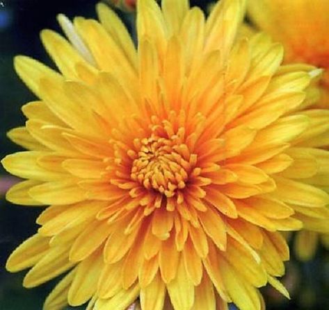 500 YELLOW CHRYSANTHEMUM Morifolium Flower Seeds - Etsy Canada August Tattoos, Wedding Mums, Mexican Marigold, Flower Seed Gifts, Flowers Chrysanthemums, Coral Vine, November Bujo, Architecture Trees, Chrysanthemum Morifolium