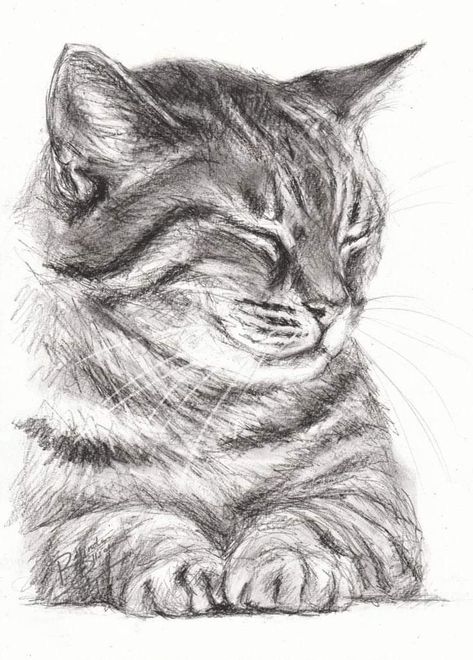 Cats Art Drawing, Seni Dan Kraf, Cat Sketch, Cool Pencil Drawings, 강아지 그림, Easy Drawings Sketches, Art Drawings Sketches Creative, Pencil Art Drawings, Cat Painting