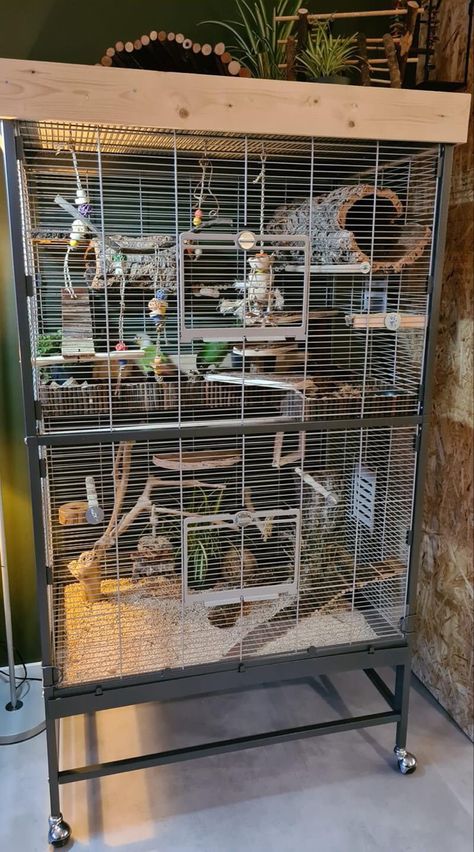 Cool Bird Cage Ideas, Conure Bird Cage Ideas, Budgie Cage Ideas Diy, Cockatiel Cage Setup Ideas, Sun Conure Cage Setup, Parrot Cage Setup, Budgie Room, Bird Room Ideas Diy, Cockatiel Cage Setup