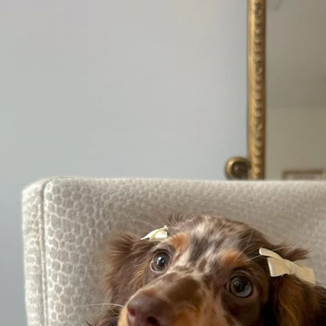 Maple the mini ween 🧸 on Instagram: "just a girl with her bows 🎀✨  #dachshund #minidachshund #doxieworld #doxensofinstagram #dappledachshund #dachshundoftheday_ #minidoxdaily #doxie #featuremydoxie #doxie_feature #dachshundappreciation #adorablepup #bowsonbow" Mini Doxie, Dashound Aesthetic, Dog Girl, Mini Daschund, Dachshund Puppies Aesthetic, Dachshund Aesthetic, Dashchund Puppy Aesthetic, Daschund Aesthetics, Mini Dachshund Aesthetic