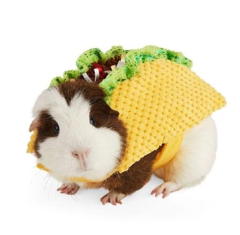 Hamster Costume, Pig Halloween Costume, Guinnea Pig, Guinea Pig Costumes, Pig Costume, Guinea Pig Clothes, Pig Halloween, Guinea Pigs Funny, Wicked Costumes