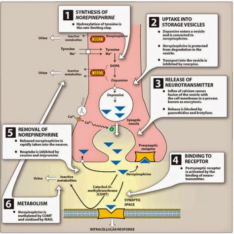 epinephrine synthesis | Figure Synthesis and release of norepinephrine from the adrenergic ... Neuro Plasticity, Pharmacy Study, Gut Brain Connection, Adrenergic Receptors, Flight Response, Nurse Tips, Study Stuff, Medical Photography, Medical Pictures