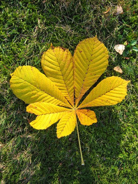 Aesculus hippocastanum - Horse Chestnut. British Trees, Horse Chestnut Leaves, Chestnut Leaf, Chestnut Tree, Horse Chestnut, Hundred Acre Woods, Chestnut Trees, Information Poster, Charlotte Bronte