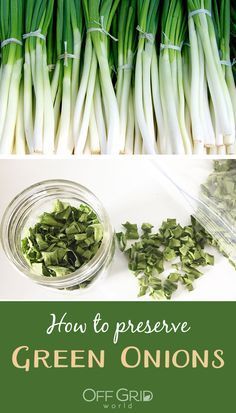 How to harvest and preserve green onions Regrow Green Onions, Green Onions Recipes, Preserving Vegetables, Freezing Vegetables, Freeze Greens, Fruit And Vegetable Storage, Growing Greens, Just A Dream, Garden Harvest