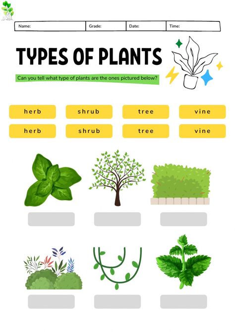 Types Of Plants Worksheets For Grade 1, Types Of Plants For Kids Chart, Types Of Plants Worksheet, Classification Of Plants, Type Of Plants, Plants Worksheets, Planting For Kids, Math Practice Worksheets, Work Sheet