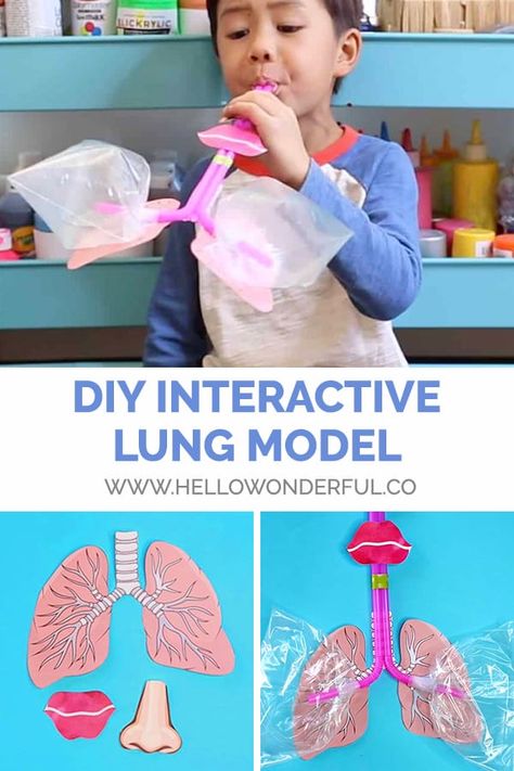 HOW TO MAKE A LUNG MODEL WITH KIDS Lung Model, Human Body Unit Study, Human Body Projects, Lung Anatomy, Body Preschool, Human Body Science, Human Body Activities, Body Science, Human Body Unit