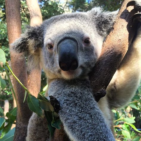 No words can describe my love for these animals. #zoo #ig_australia #igdaily #blackjaguarwhitetiger #discoverqueensland #picoftheday #currumbinwildlifesanctuary #love #grateful #thatsthelife #rogue #koala #koalakrusader #cuteanimalselfies #cuteanimals by cute_animal_selfies http://ift.tt/1X9mXhV Koala Meme, Koala Funny, Animal Selfies, Conservation Photography, Funny Koala, Cheeky Girls, Zoo Babies, Cuddly Animals, Super Cute Animals